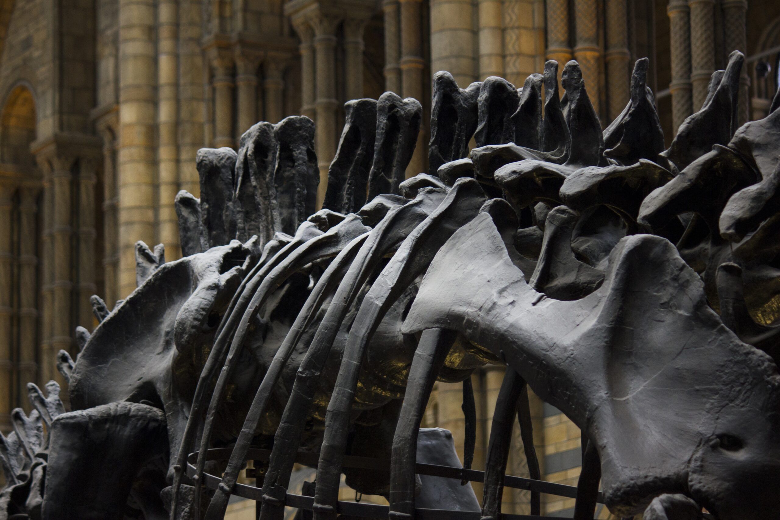 Dinosaur bones on display at a museum