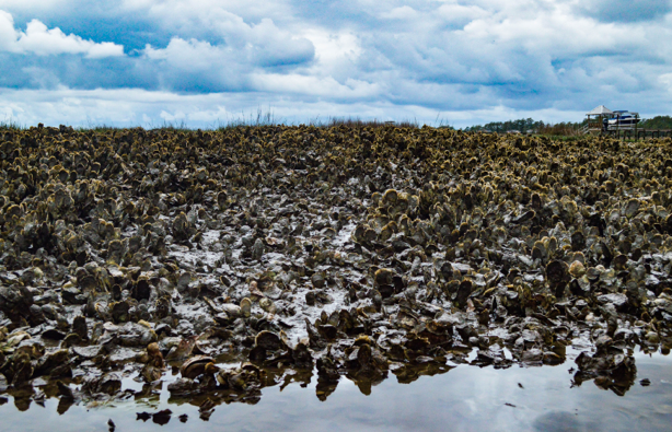 Thousands of oysters line the shore