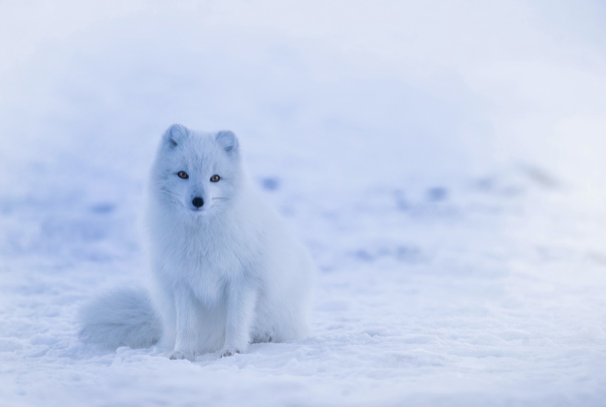 Arctic Fox