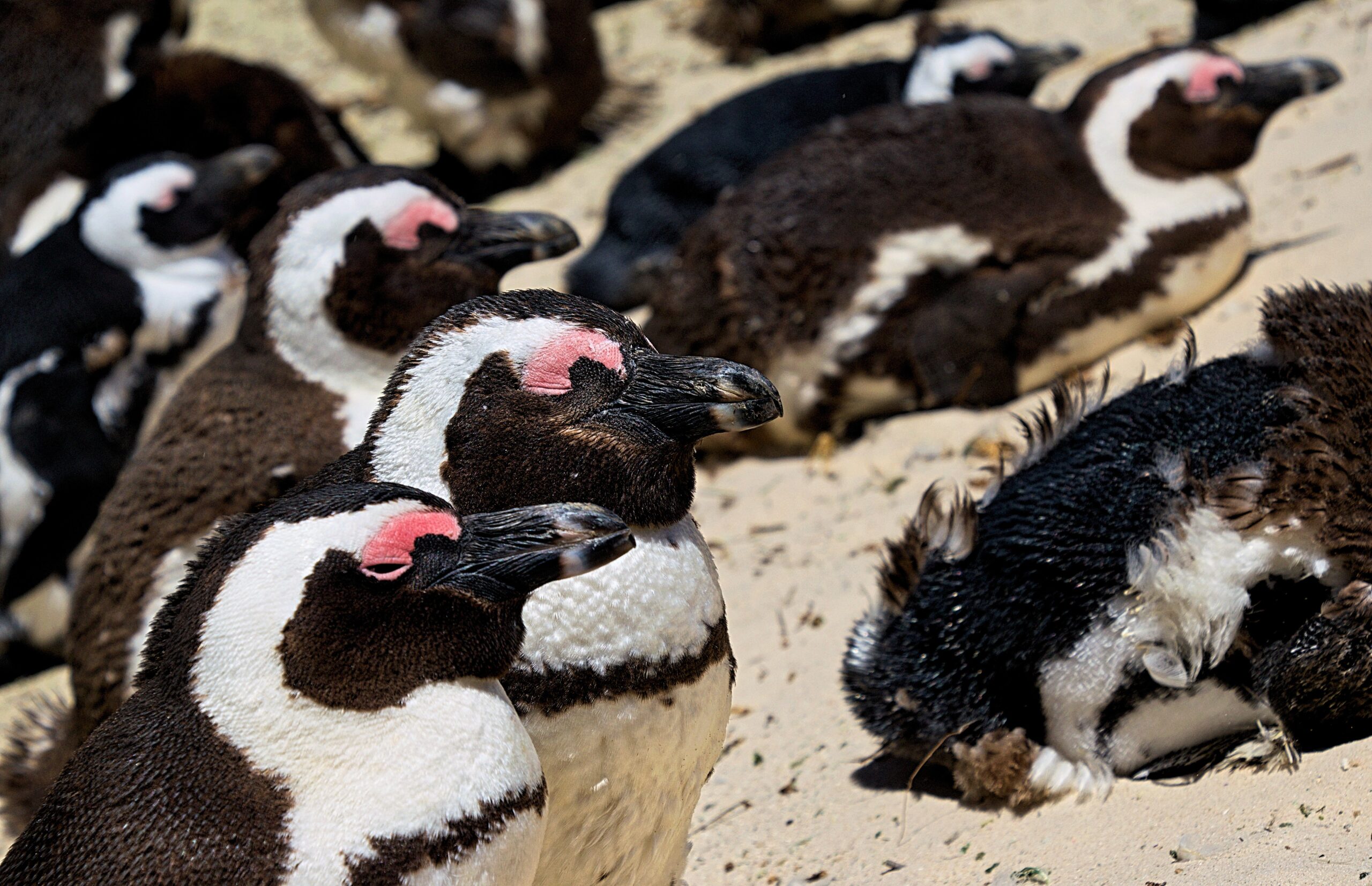 African penguins roosting on beach