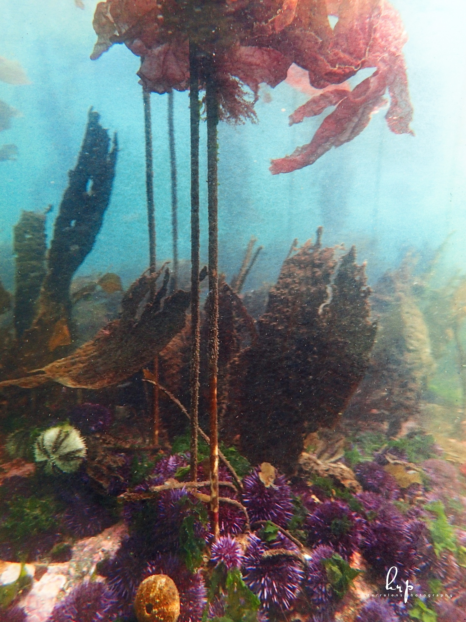 Underwater kelp forest with sea urchins