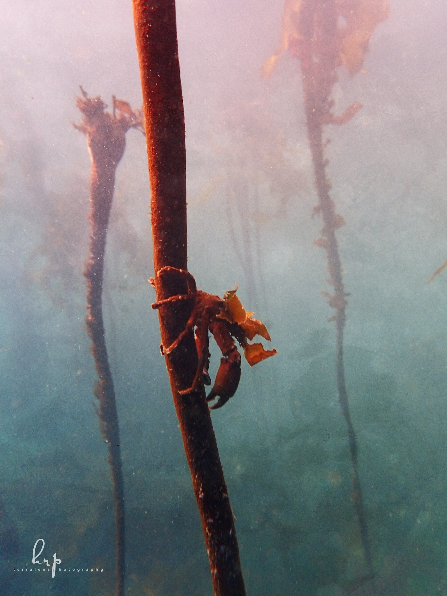 Kelp crab on bull kelp